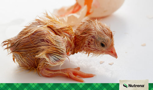 Hatching Chicken Eggs: 10 Tips