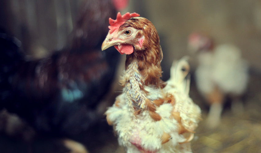 Chicken Molting: Molt Is Coming, Are You Ready?